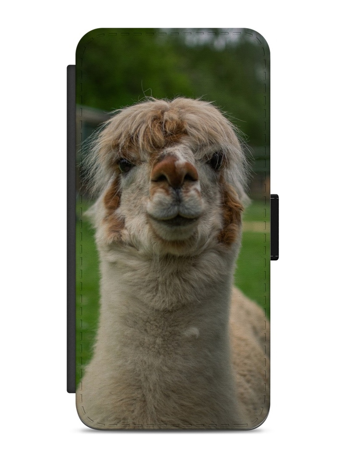 Curious Alpaca Portrait