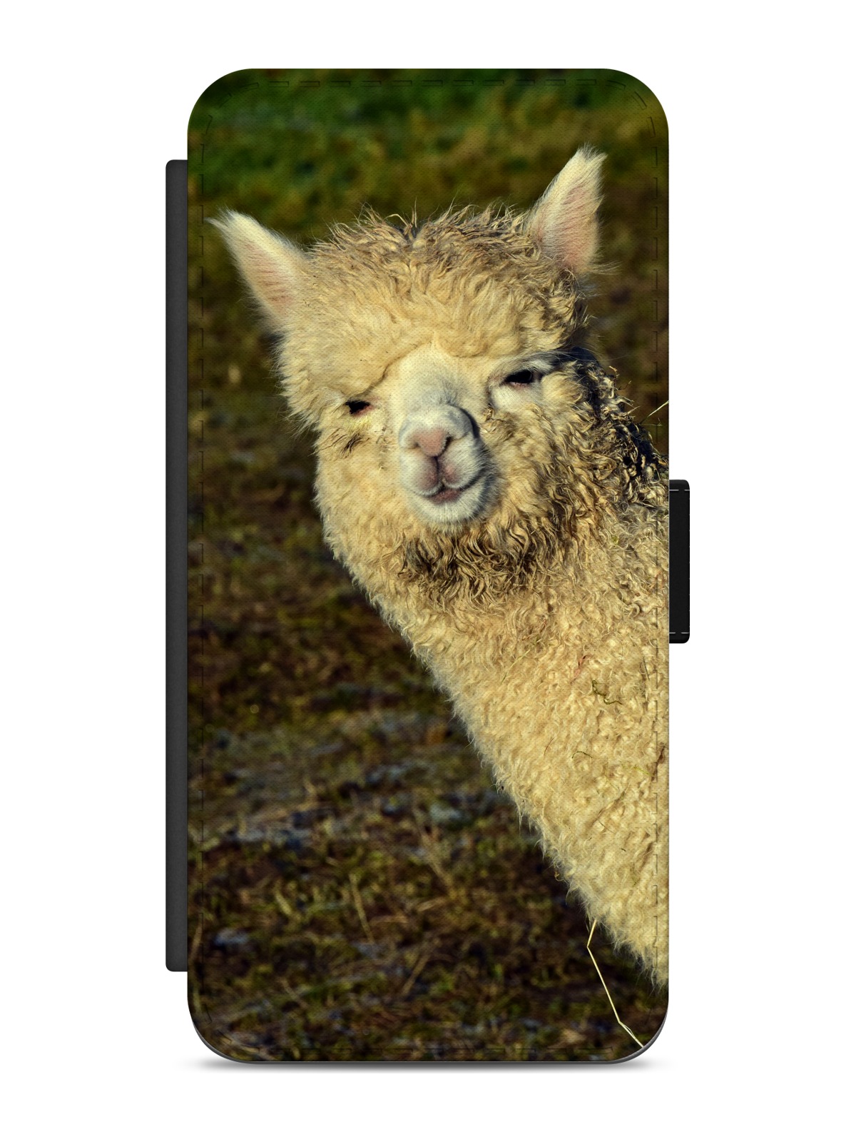 Smiling Alpaca Portrait