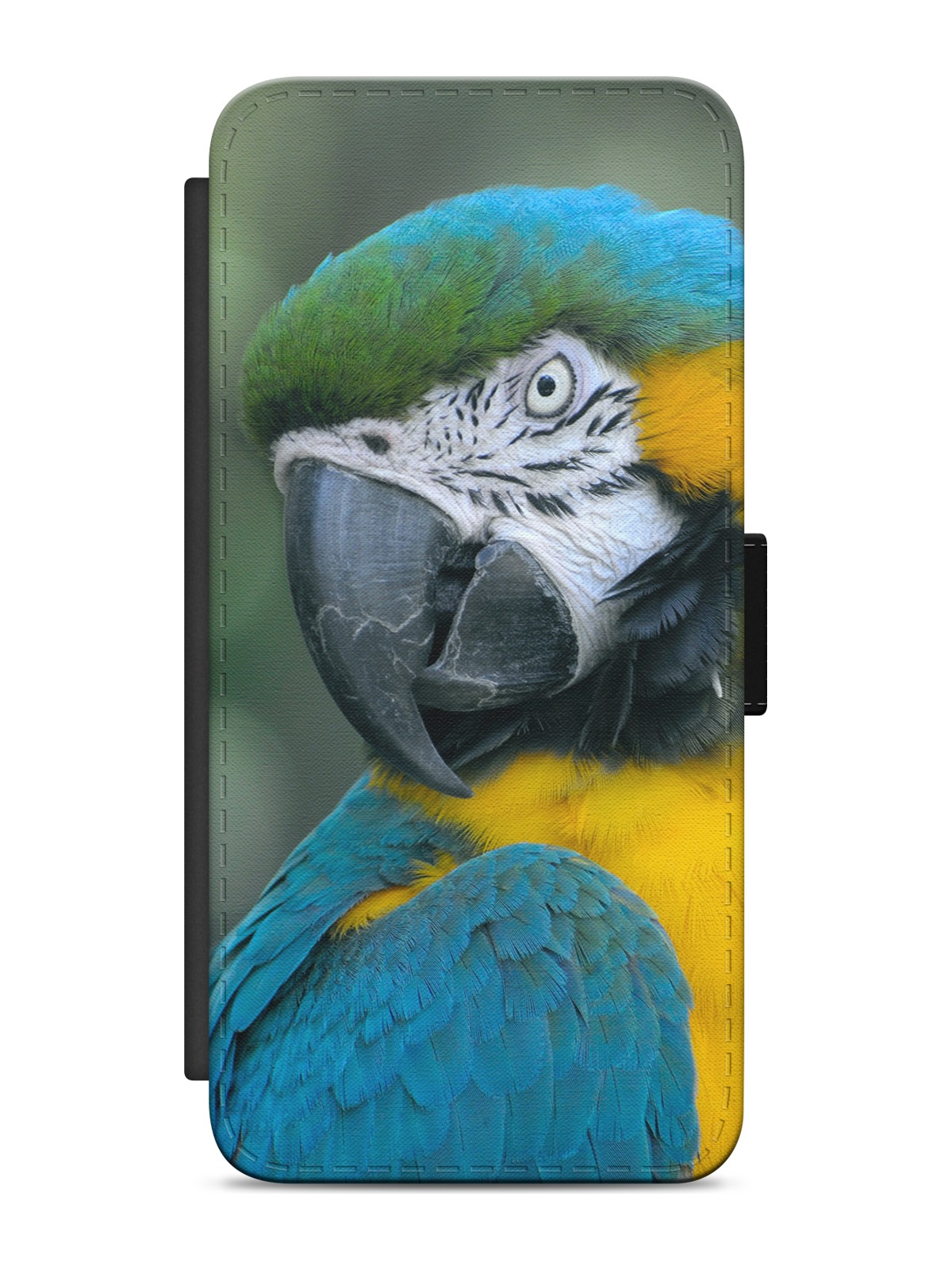 Blue and Gold Macaw